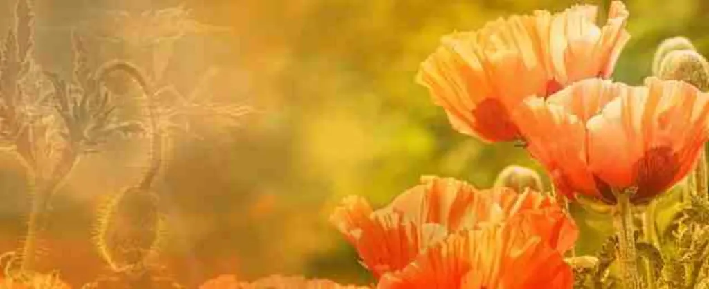 Quelles sont les formes de développement ?