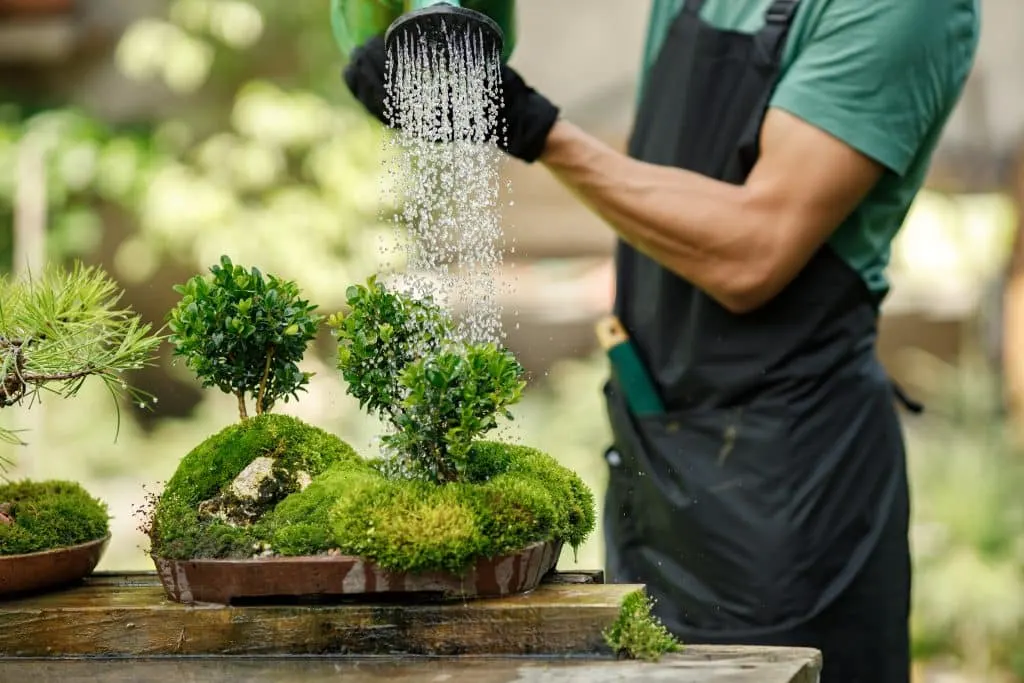 Gestione aziendale: presentazione dello strumento Bonsai – recensioni e scelta migliore – Waxoo.fr